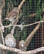 ruilen: Braziliaanse dwerguil Glaucidium Bras